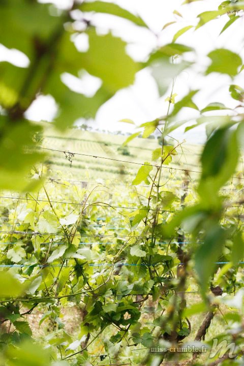 _MG_0347