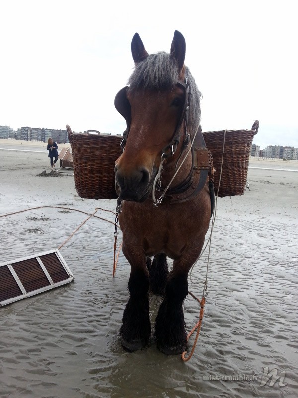 cheval-fritz-ostende
