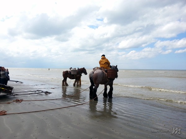 pecheurs-cheval-ostende