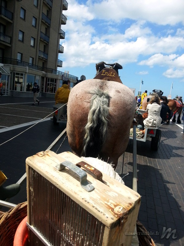 pecheurs-plage-ostende