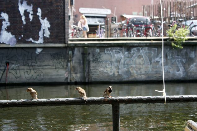 freischwimmer-berlin-3