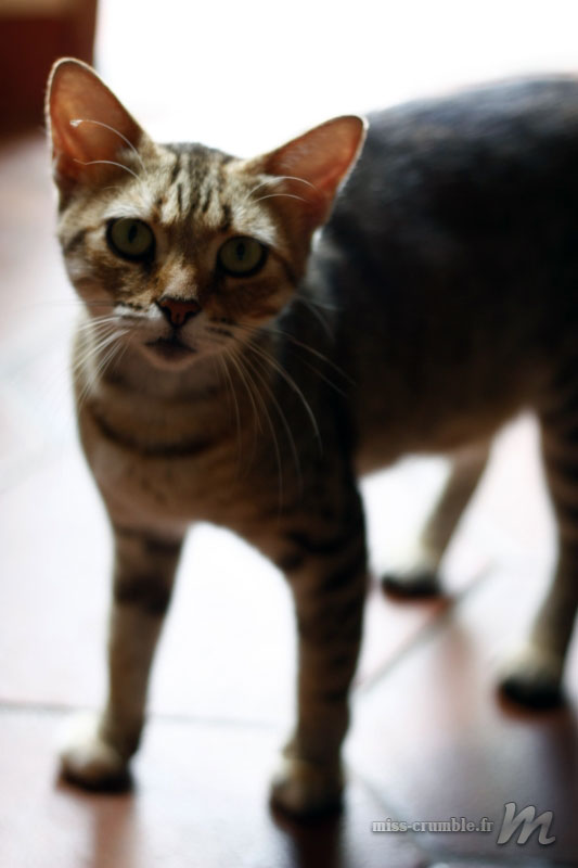 chat
