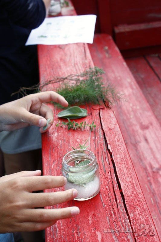 herbes-aromatiques-1
