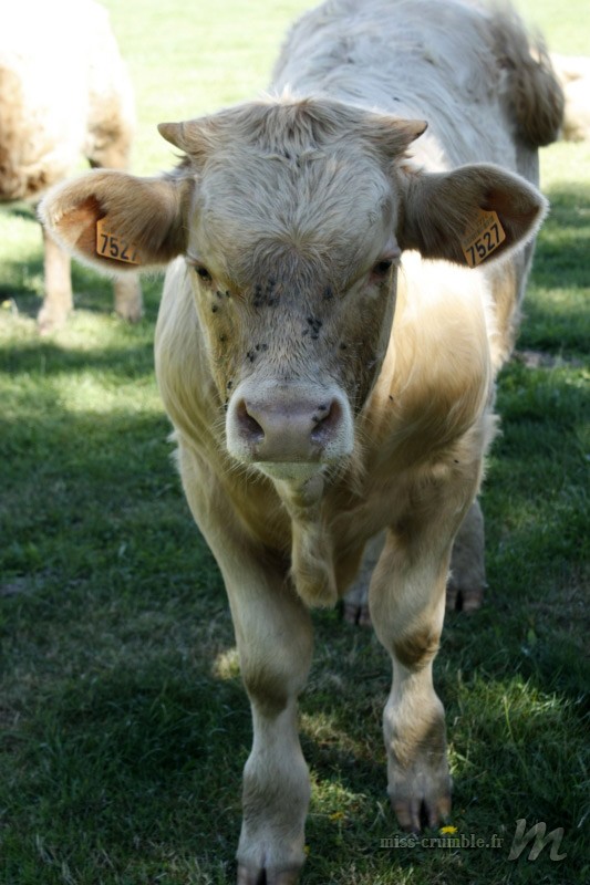 cantal5